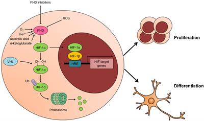 Possible Role of PHD Inhibitors as Hypoxia-Mimicking Agents in the Maintenance of Neural Stem Cells’ Self-Renewal Properties